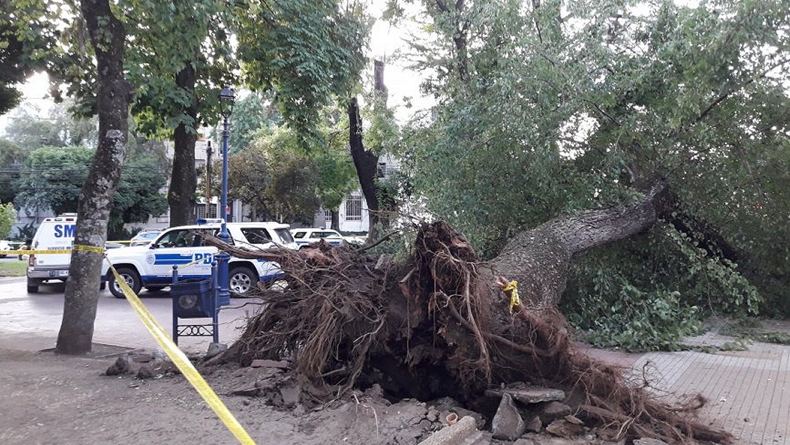Chillán: Muerte de joven por caída de árbol rebrota críticas por mantención de áreas verdes
