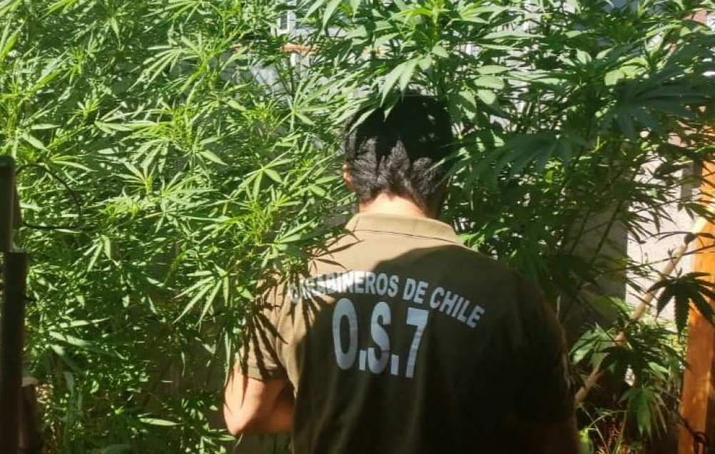 Operativos antidrogas dejaron tres detenidos y 330 dosis decomisadas en Bulnes y Quillón