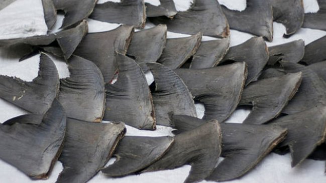 EE.UU. incauta cargamento con 1.400 aletas de tiburón en Miami