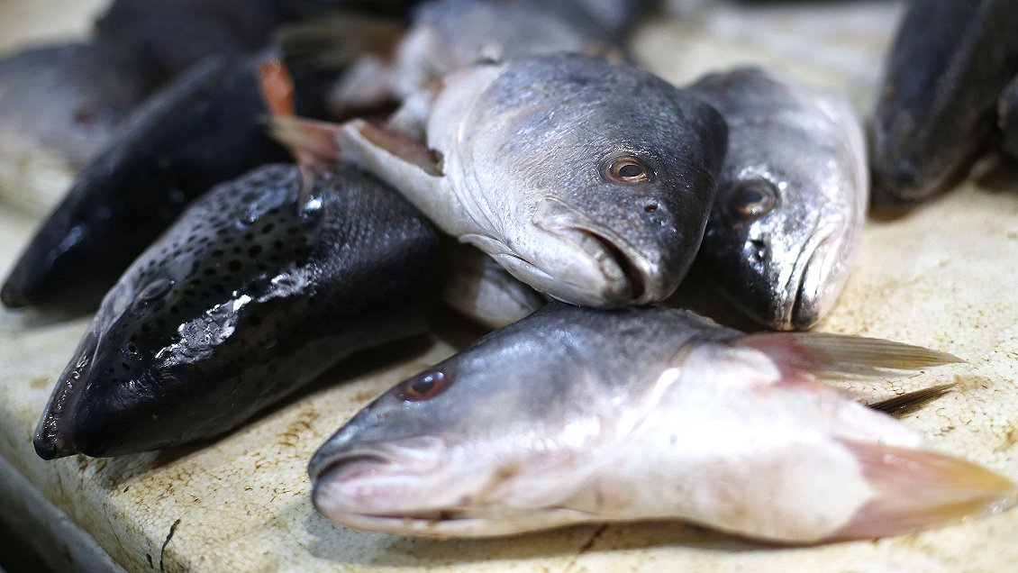 Minsal tras intoxicación con pescado en Caldera: 