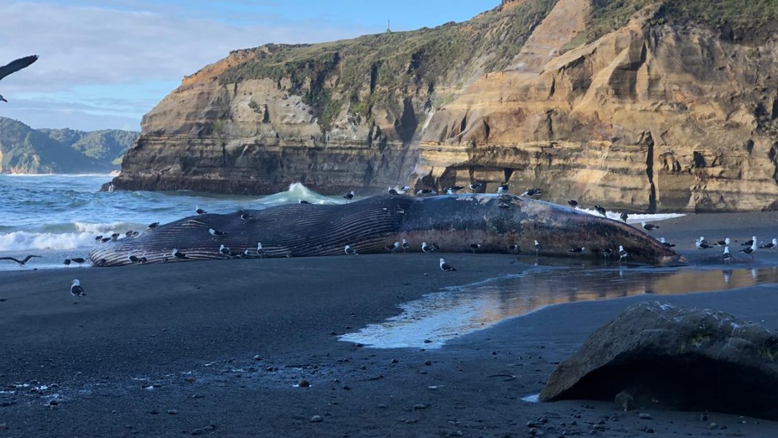 Ballena azul de más de 20 metros de largo varó en costas de Chiloé
