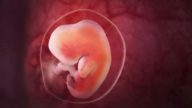 Cataluña autorizó edición genética de embriones humanos