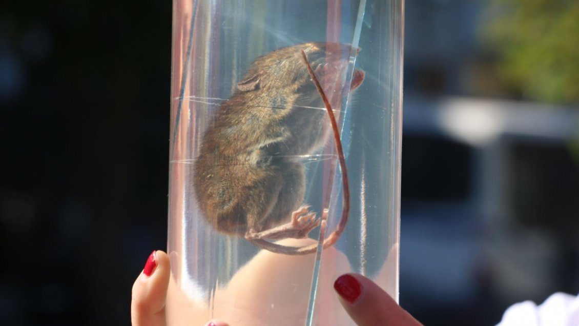 Autoridad sanitaria confirmó el segundo caso de Hanta este año en Ñuble