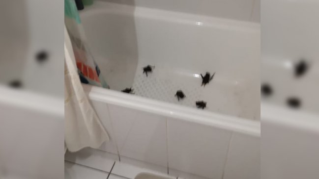 Plaga de murciélagos en edificios de Santiago Centro asquea a vecinos