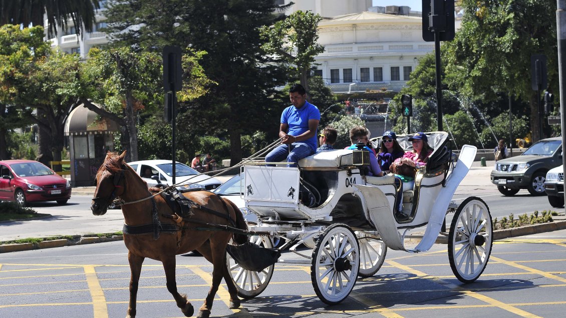 Viña del Mar planea el fin de las victorias con caballos en sus calles