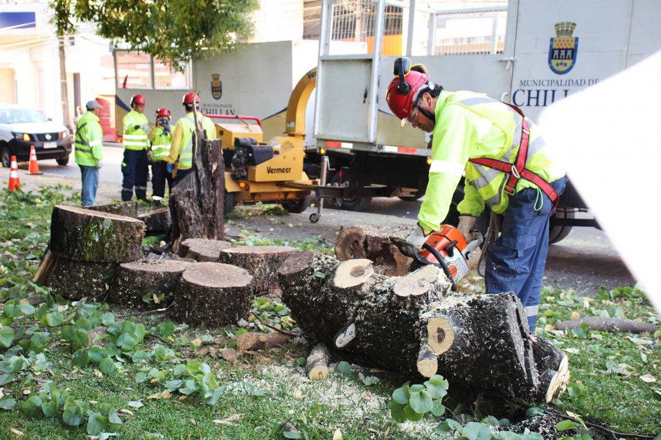 Inician tala de árboles con potencial riesgo de caída en la Plaza de Armas de Chillán