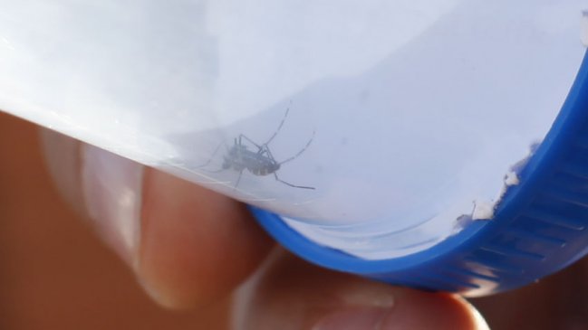  Gobierno paraguayo evita declarar emergencia pese a avance del dengue  