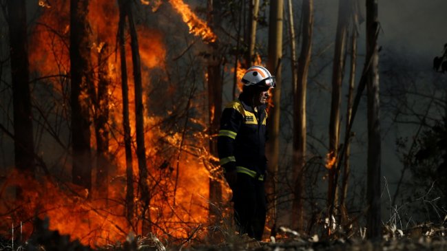 Onemi bajó de roja a amarilla la alerta por incendio forestal en Renaico
