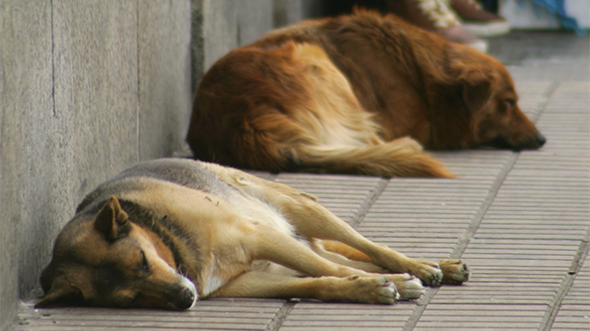 Perro fue acuchillado por desconocidos en Antofagasta