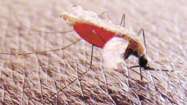 Confirman dos casos de malaria en la Región de Tarapacá