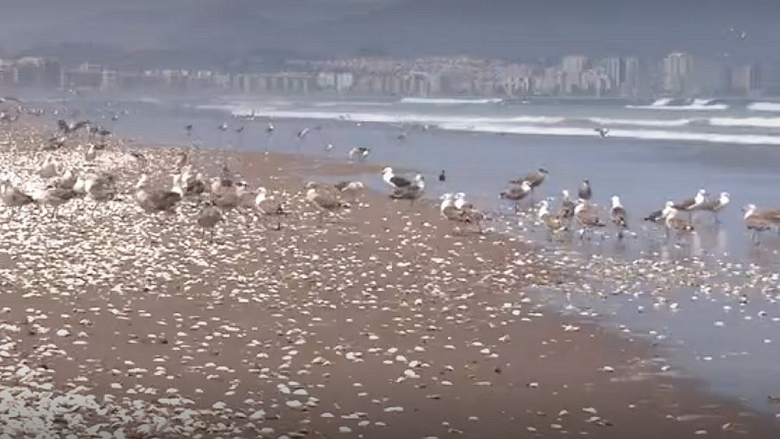Muerte masiva de machas enciende polémica por instalación de fibra óptica en La Serena