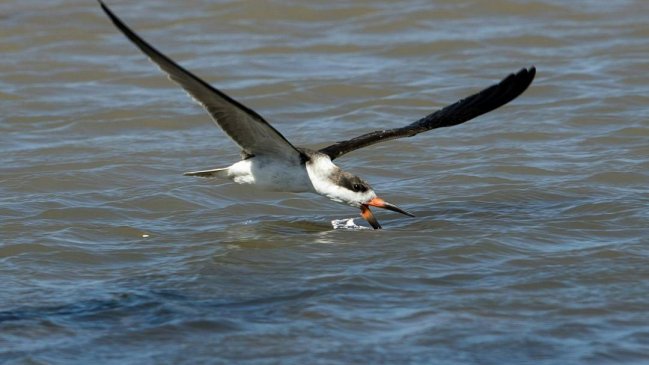 Autoridades desarrollarán jornada de avistamiento de aves en Cáhuil