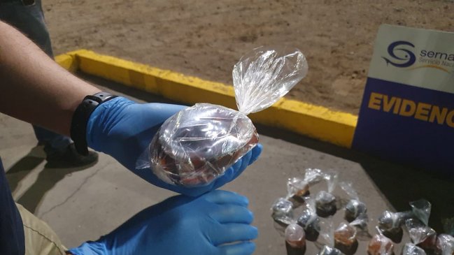 PDI incautó casi mil peces vivos en la frontera norte del país