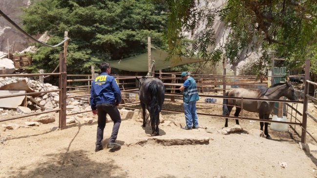Club de Rodeo de Antofagasta es investigado por presunto maltrato animal