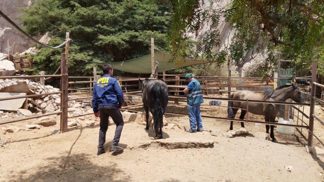 Club de Rodeo de Antofagasta es investigado por presunto maltrato animal