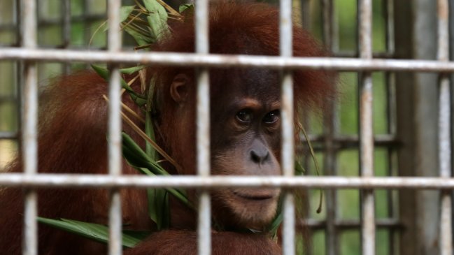  Construcción eleva riesgo de extinción del orangután más vulnerable del mundo  