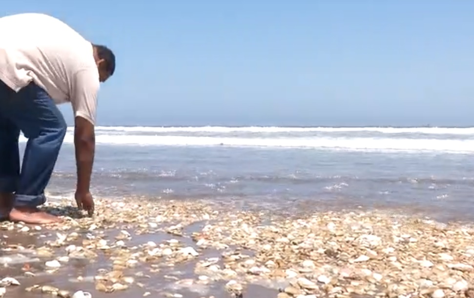 Coquimbo: Municipio promete apoyo jurídico a pescadores tras muerte masiva de machas