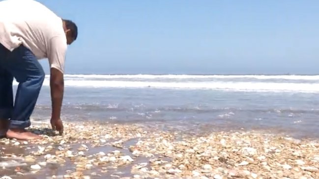 Coquimbo: Municipio promete apoyo jurídico a pescadores tras muerte masiva de machas