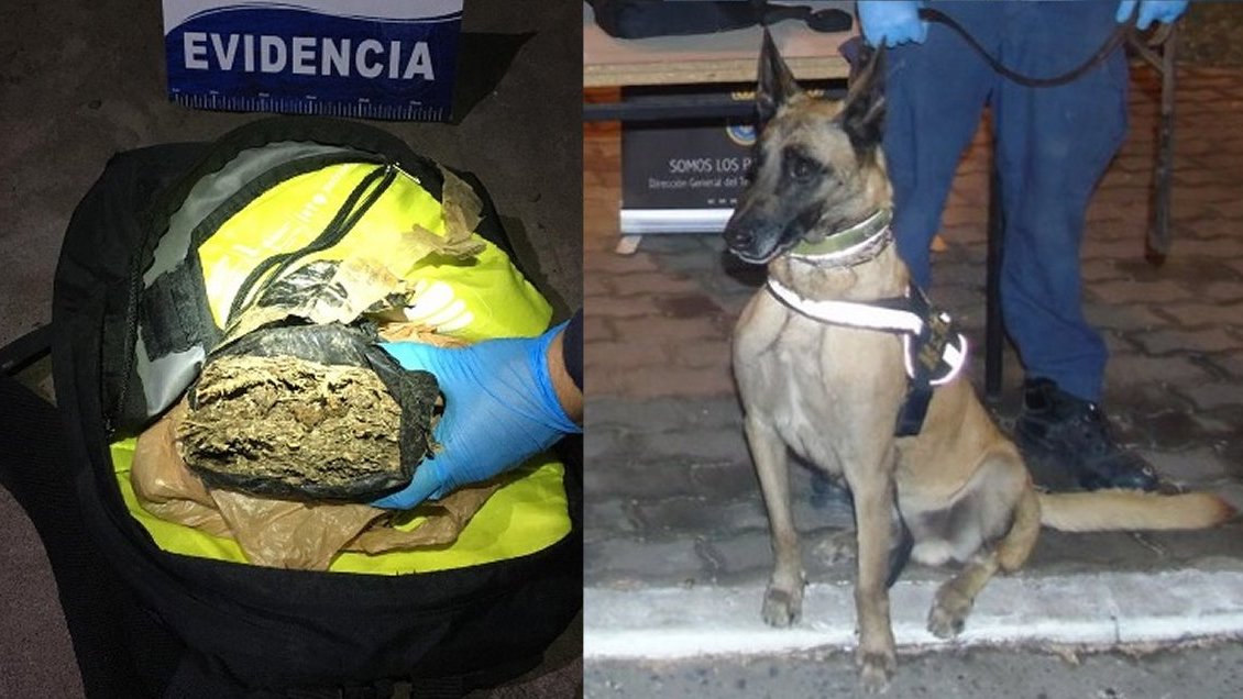 Perro encontró una mochila llena de marihuana en playa de Arica