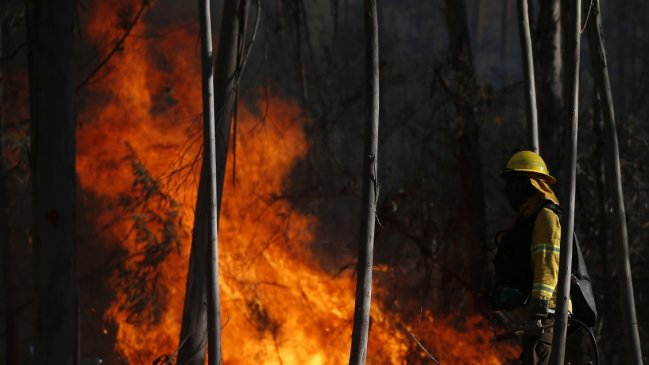 Alerta roja por incendio forestal en Ercilla y Los Sauces