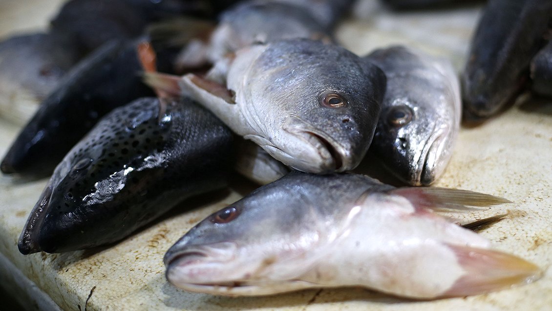 Narcos sureños operaban tras la fachada de una empresa de productos del mar