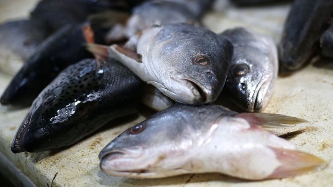 Narcos sureños operaban tras la fachada de una empresa de productos del mar