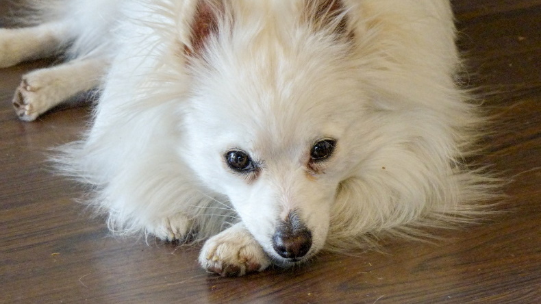 Perro fue detectado con coronavirus en Hong Kong