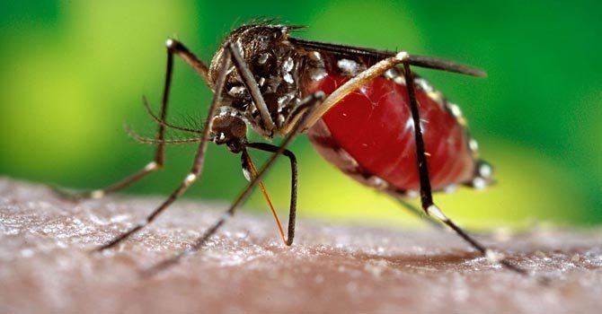 Confirman segunda muerte por dengue en Argentina en lo que va de 2020