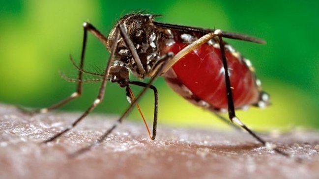  Confirman segunda muerte de este año por dengue en Argentina  
