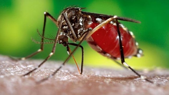 Confirman segunda muerte por dengue en Argentina en lo que va de 2020