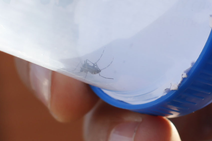 Argentina afronta aumento en casos de dengue atacando criaderos de mosquito