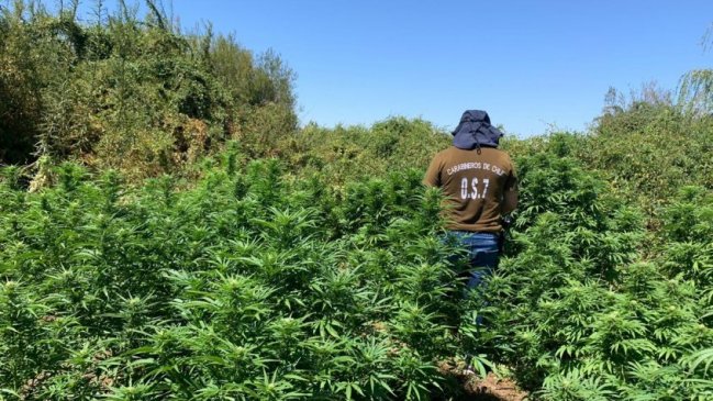 Carabineros del OS7 hallan más de 100 plantas de marihuana en predio de San Nicolás