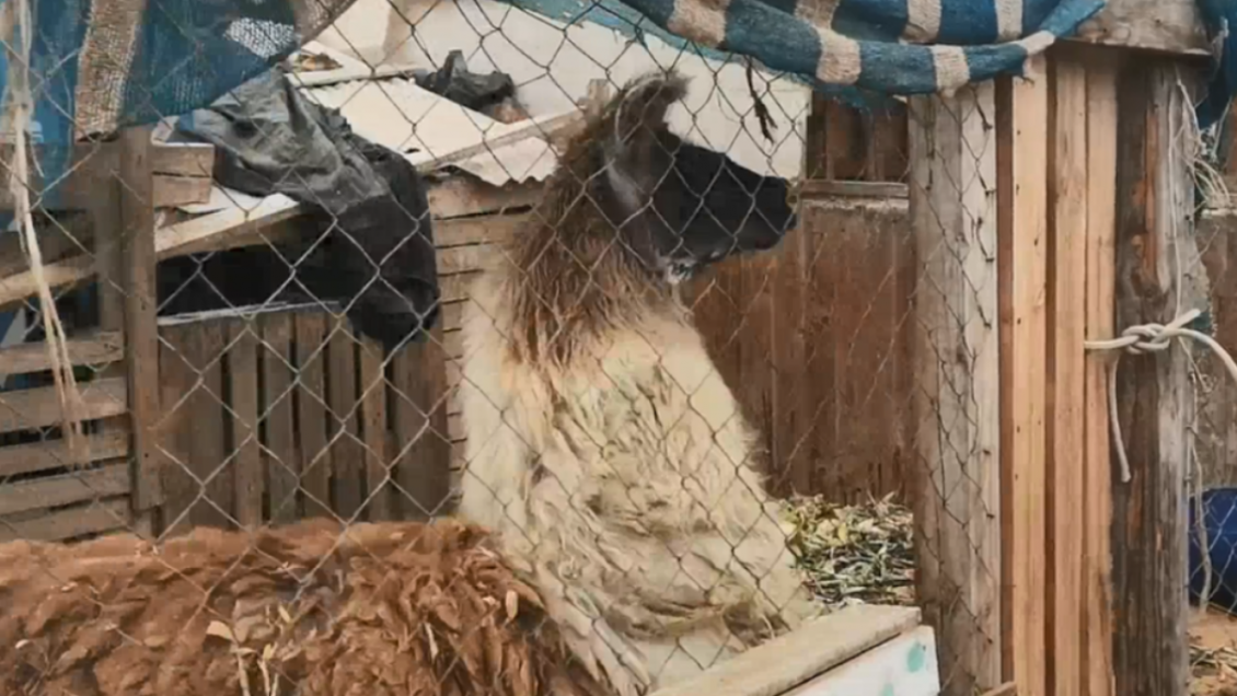 Bienes Nacionales recuperó terreno fiscal que funcionaba como granja de animales en Antofagasta