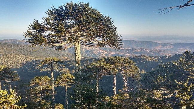 Conaf investiga tala de 40 araucarias en parque nacional de La Araucanía