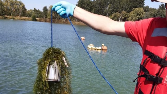 DGA confirmó alta concentración de algas en Laguna Avendaño de Quillón