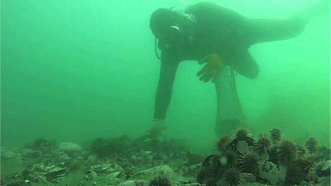 Pescadores de Aysén cerraron las puertas a colegas de Los Lagos: No podrán usar zonas contiguas