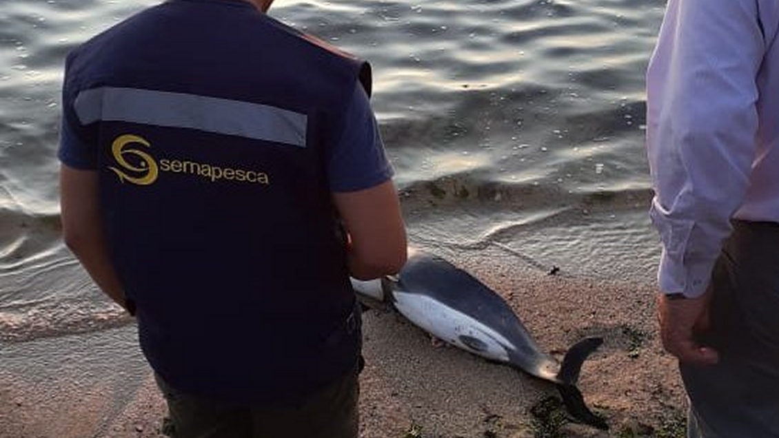 Sernapesca presentó denuncia por faenamiento de un delfín en Constitución