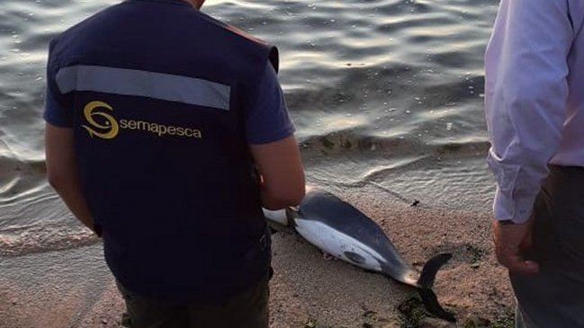 Sernapesca presentó denuncia por faenamiento de un delfín en Constitución