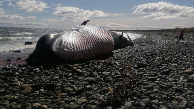  Greenpeace en alerta por ballena muerta con arpón en Magallanes  