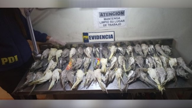 Mujer fue sorprendida con 62 cacatúas de contrabando, 52 de ellas muertas