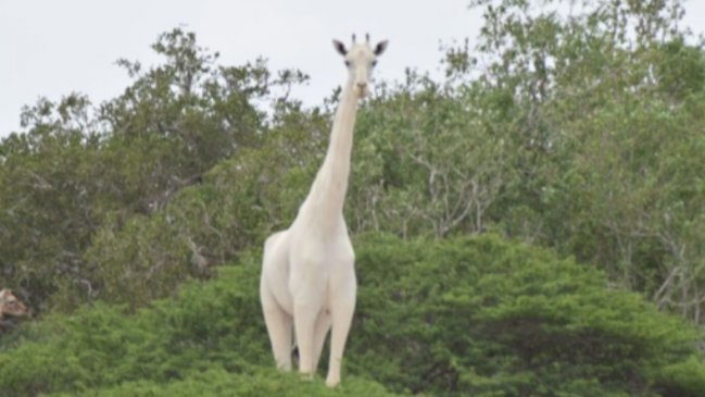   Cazadores mataron a la única jirafa blanca de Kenia 