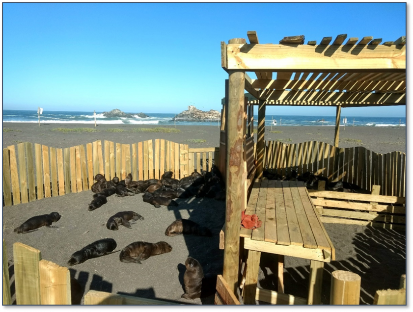 Sernapesca rescató este verano 371 crías de lobo marino varadas en las playas Cobquecura