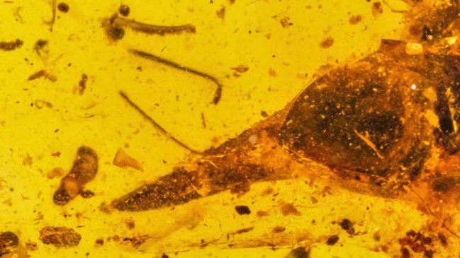 Descubren fósil de un dinosaurio parecido a un colibrí de hace 99 millones de años