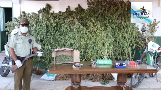 Chépica: Padre e hijo detenidos por tener más de 50 plantas de marihuana