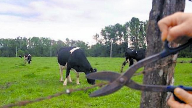 Detenidos dos sospechosos por diversos robos de animales en Ñuble y Maule