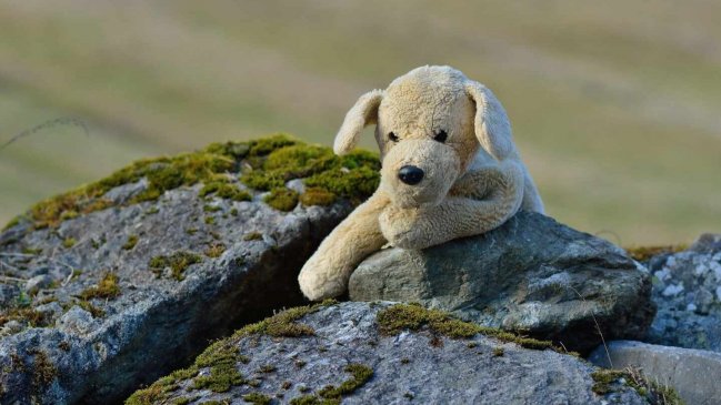 Sujeto sacó a pasear a su perro de peluche para eludir la cuarentena en España