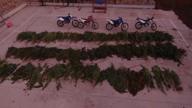 Incautan 3,7 millones de dosis de marihuana en Infiernillo