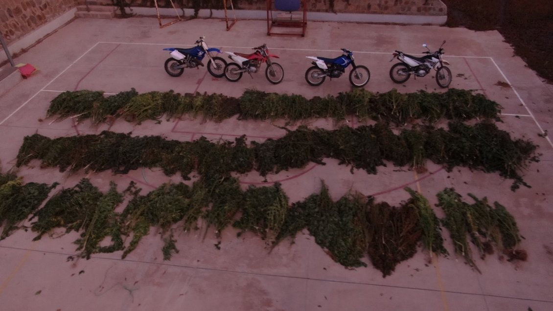 Incautan 3,7 millones de dosis de marihuana en Infiernillo