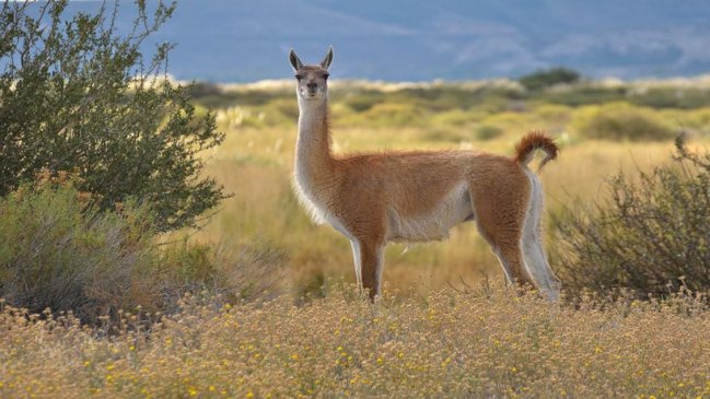 Conaf confirmó que población de guanacos disminuye gradualmente en Llanos de Challe