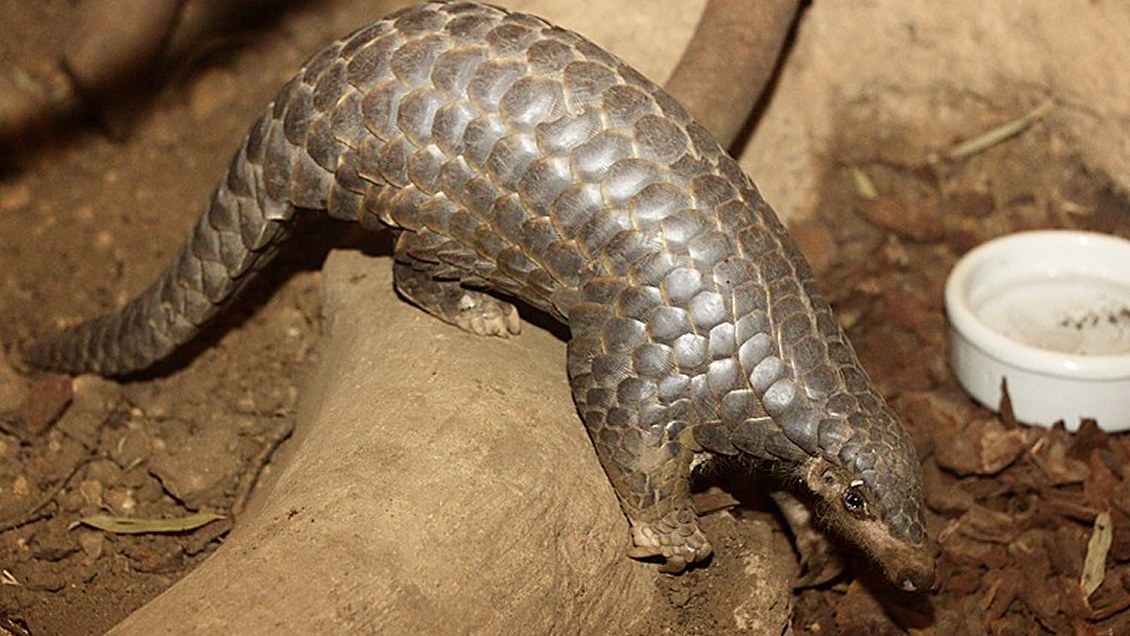 Estudio vuelve a apuntar al pangolín como fuente del coronavirus